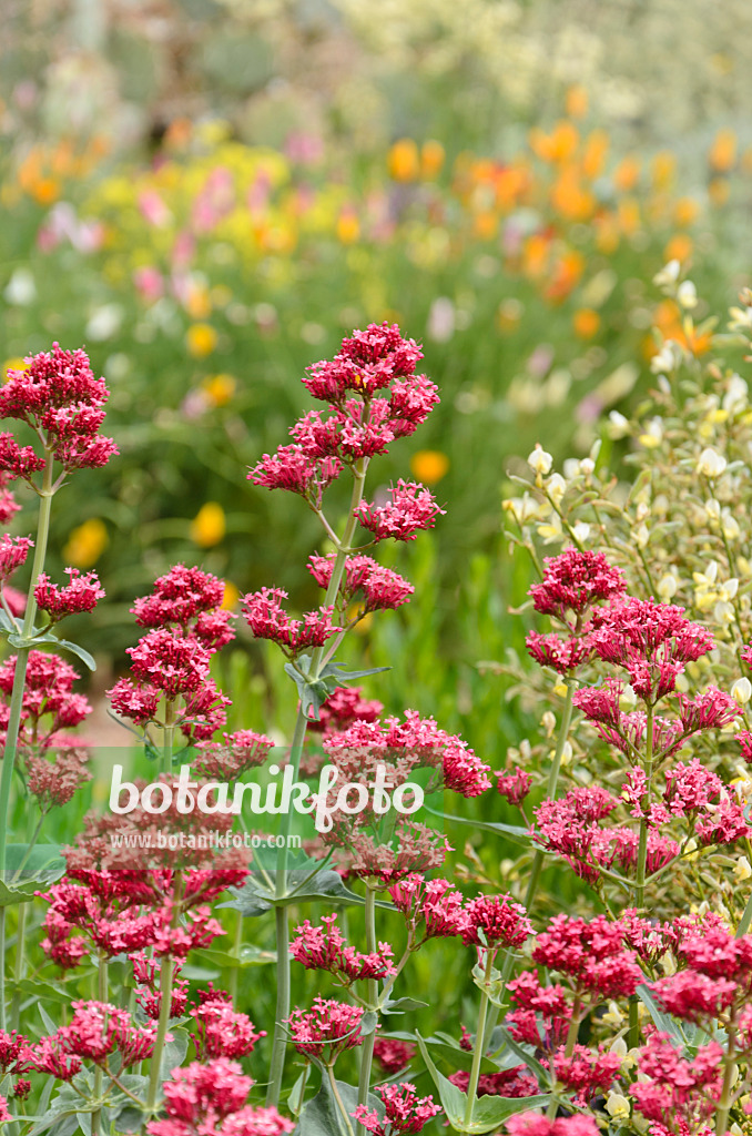 508251 - Red valerian (Centranthus ruber)