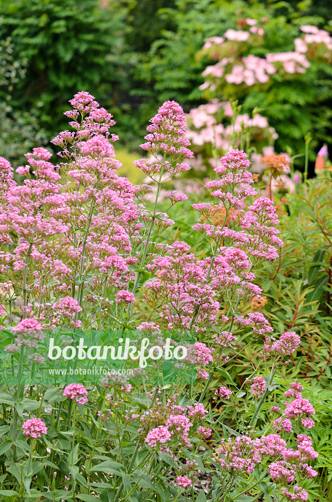 521236 - Red valerian (Centranthus ruber)