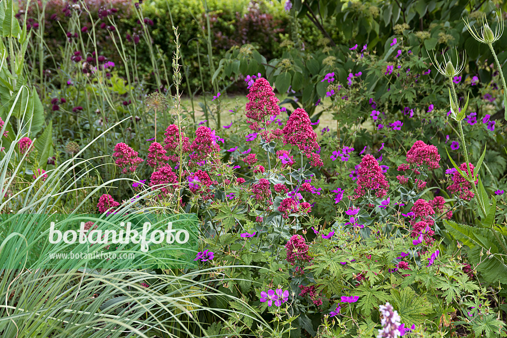 651158 - Red valerian (Centranthus ruber 'Coccineus')