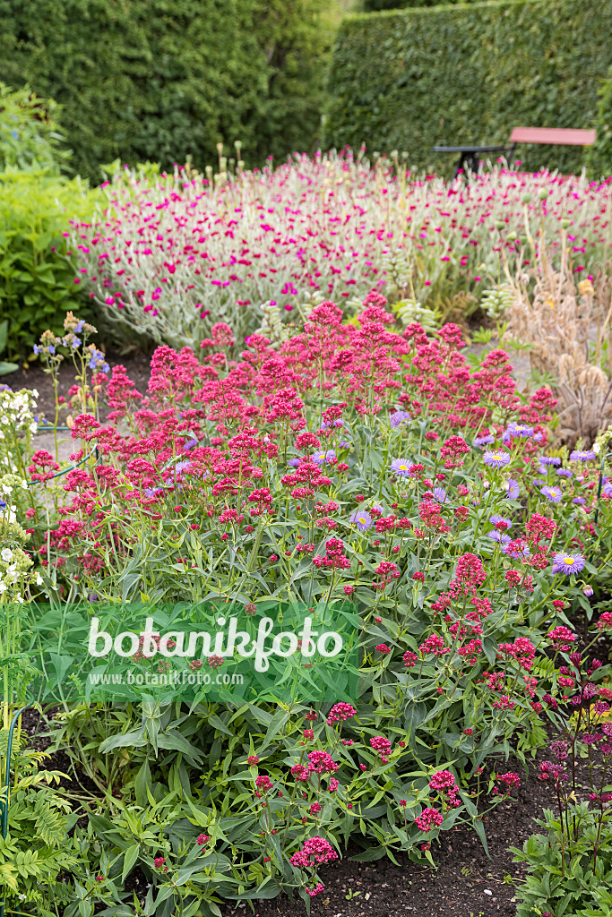 651159 - Red valerian (Centranthus ruber 'Coccineus')