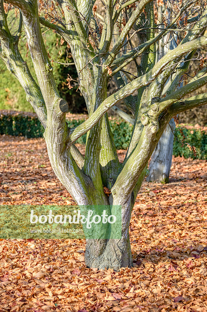 593016 - Redvein maple (Acer rufinerve 'Albolimbatum')