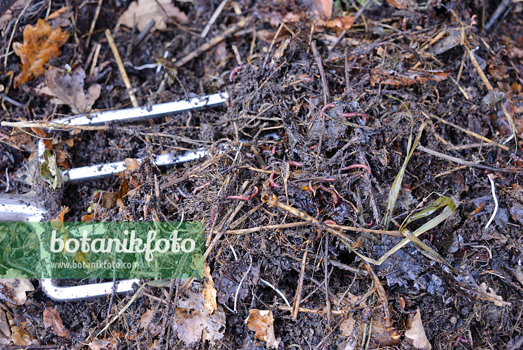 517013 - Redworms (Eisenia fetida) in compost