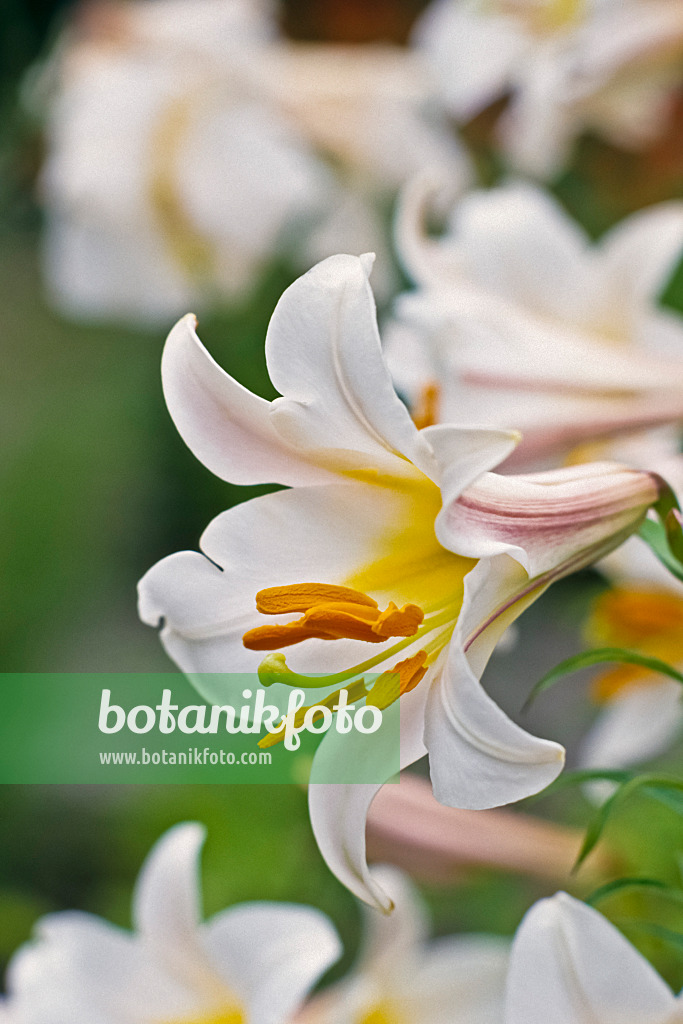 366073 - Regal lily (Lilium regale)