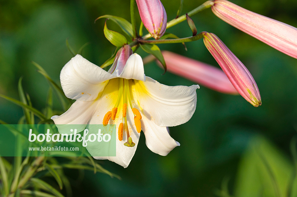 473312 - Regal lily (Lilium regale)