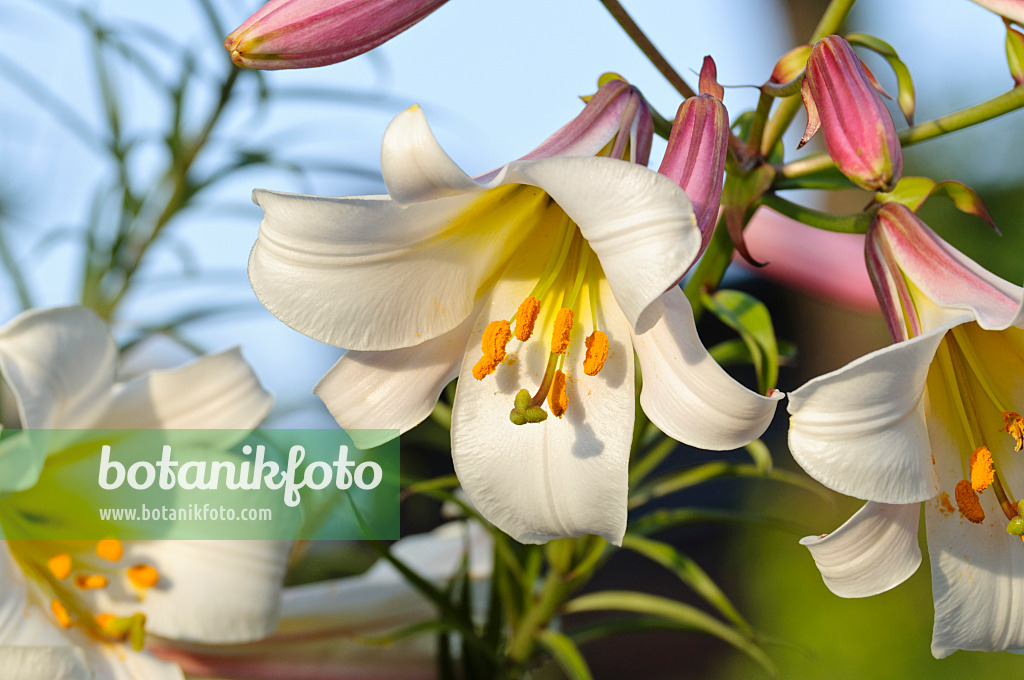 473313 - Regal lily (Lilium regale)