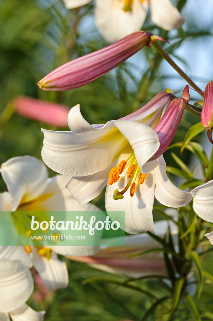 473314 - Regal lily (Lilium regale)