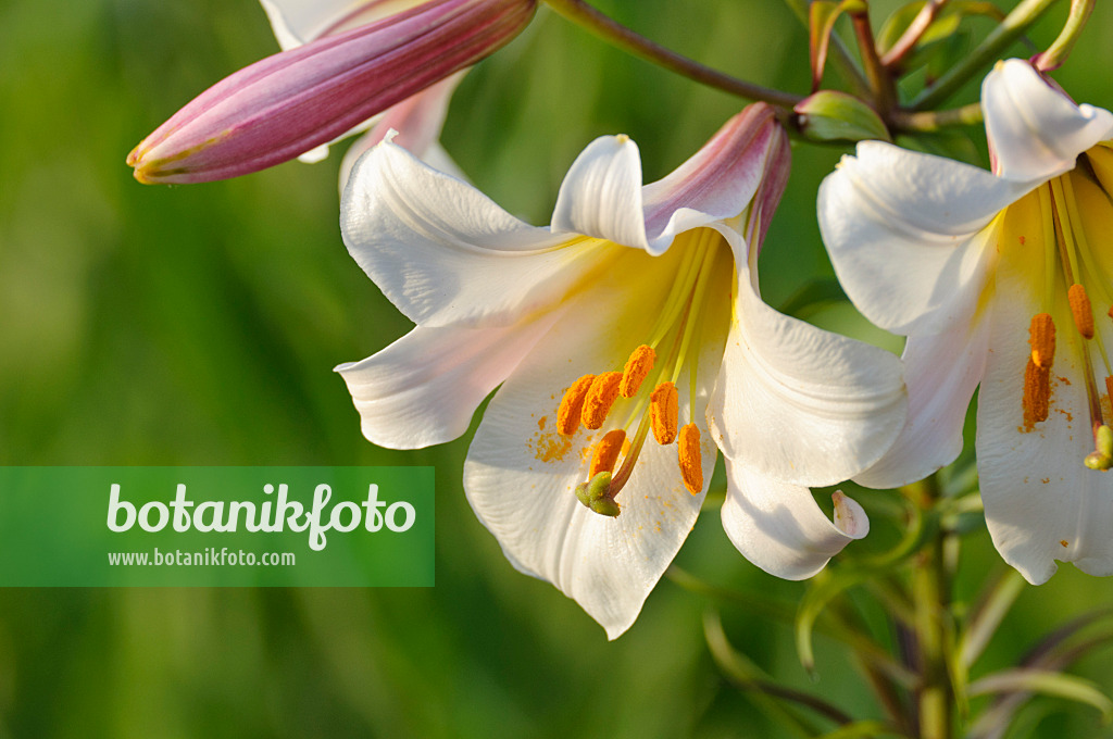 473315 - Regal lily (Lilium regale)