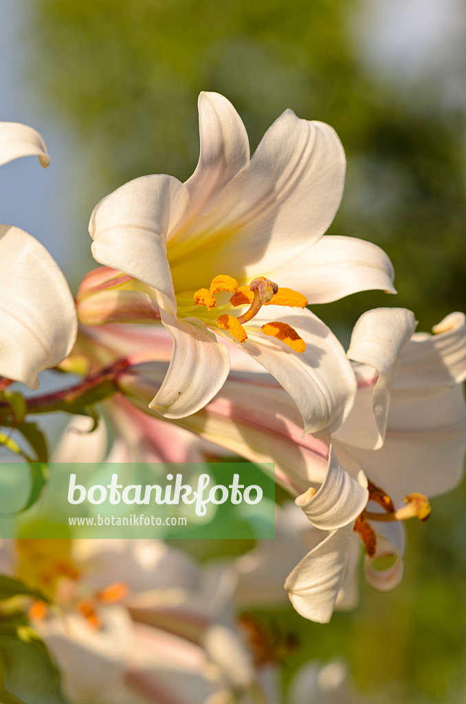 534178 - Regal lily (Lilium regale)