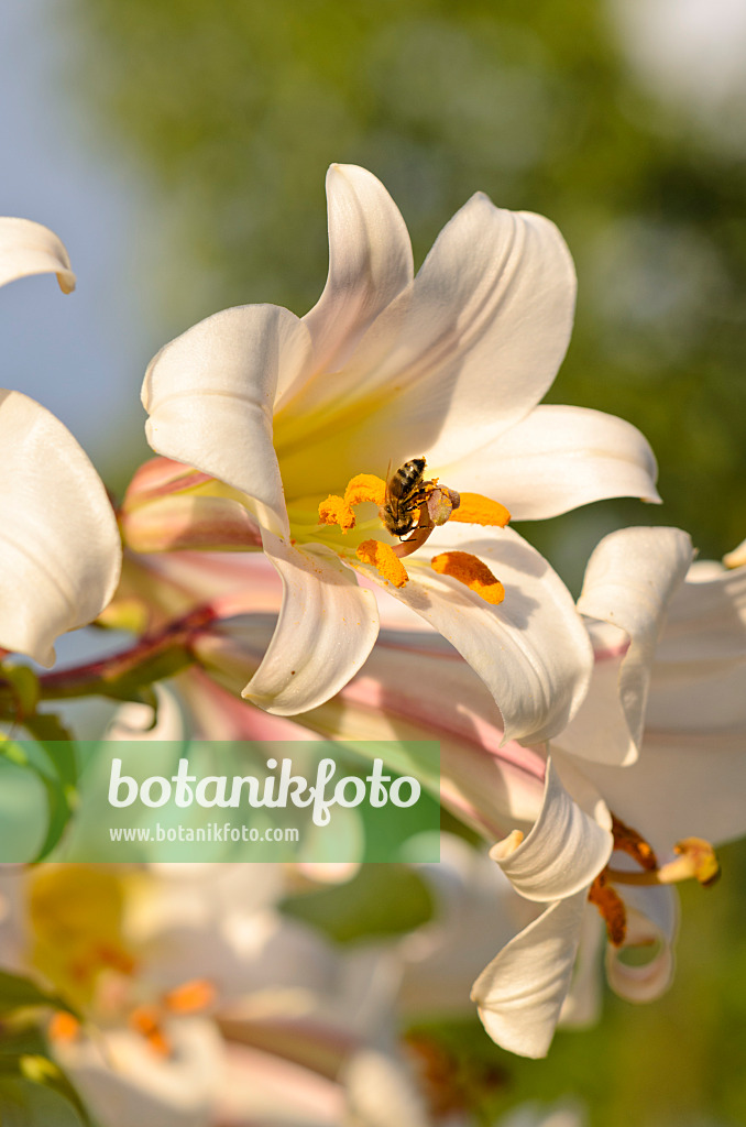 534177 - Regal lily (Lilium regale) and bee (Apis)