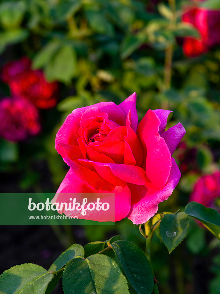 461035 - Remontant-Rose (Rosa Horace Vernet)