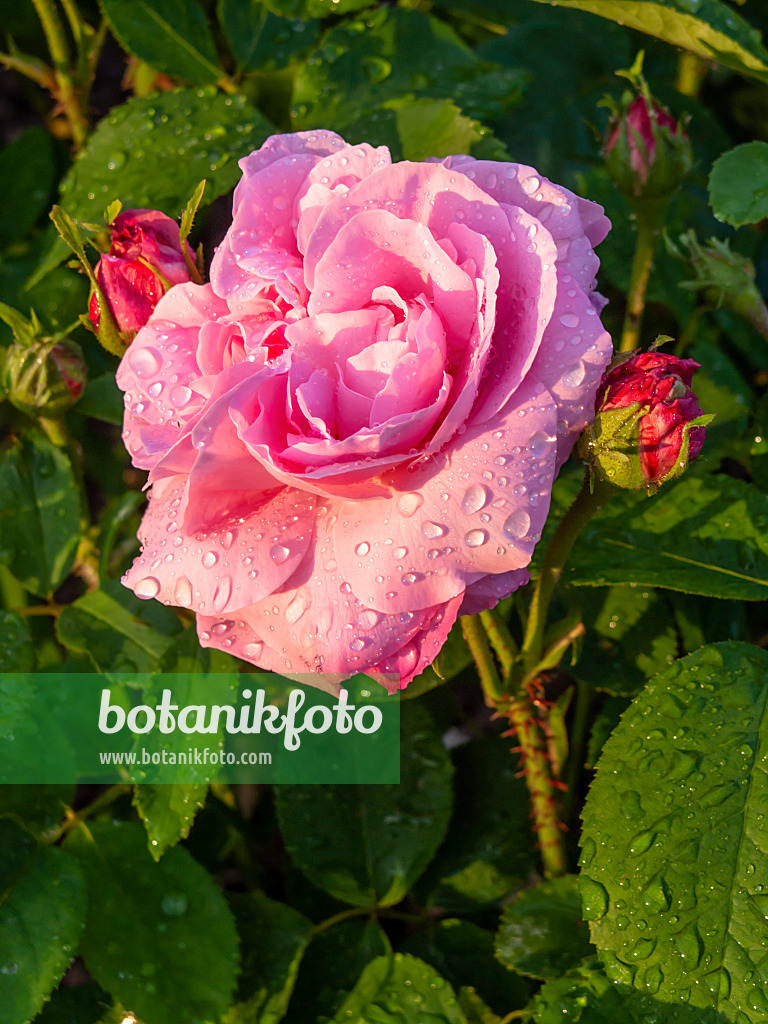 425111 - Remontant-Rose (Rosa Jules Margottin)