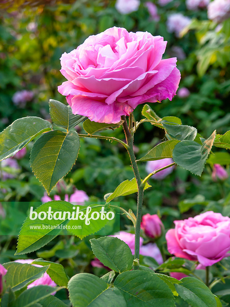 448122 - Remontant rose (Rosa Mrs. John Laing)