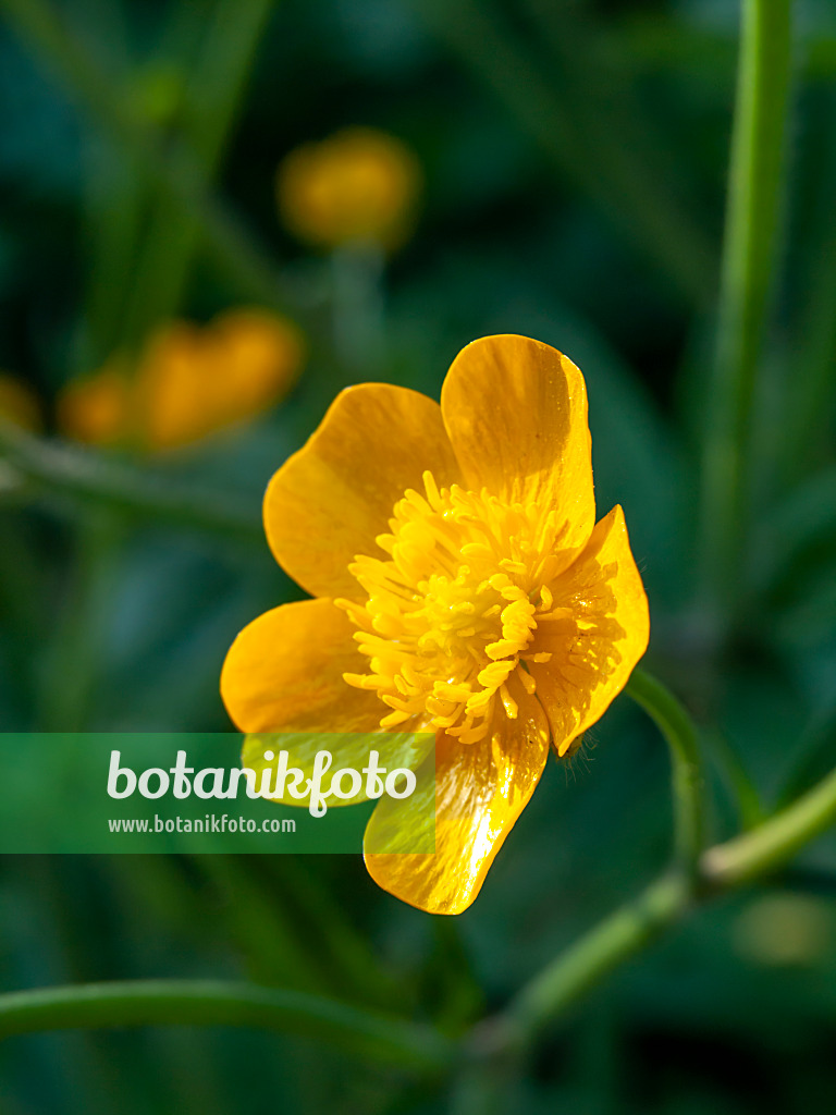 460044 - Renoncule laineuse (Ranunculus lanuginosus)