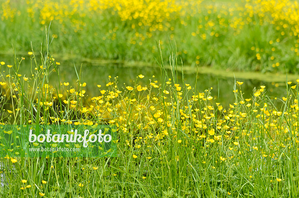 545026 - Renoncule (Ranunculus) à un étang