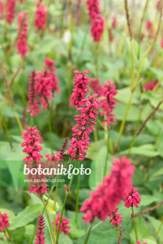 675273 - Renouée (Bistorta amplexicaulis 'Blackfield' syn. Polygonum amplexicaule 'Blackfield')