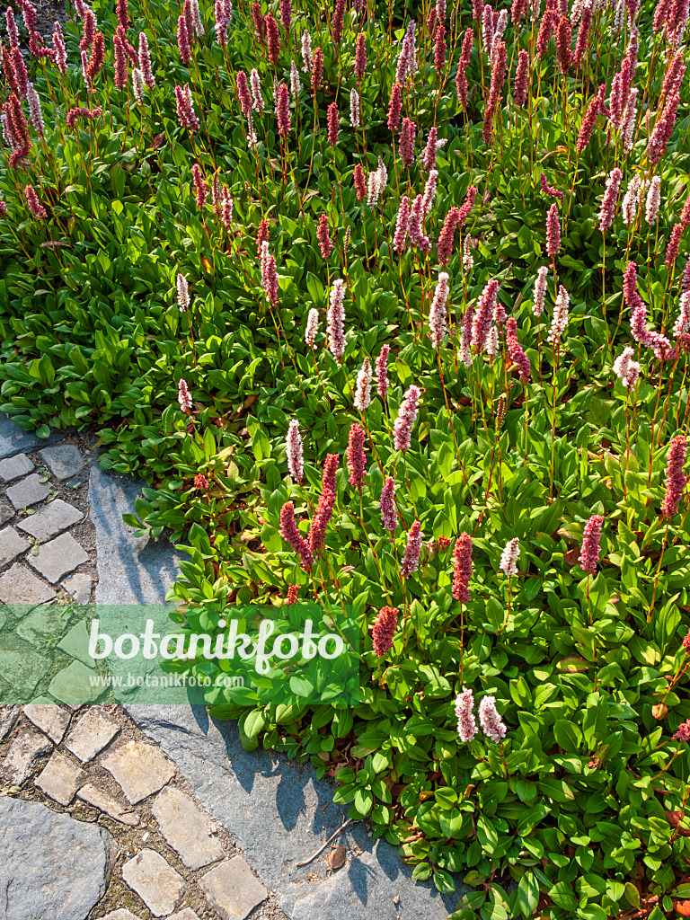 416005 - Renouée en tapis (Bistorta affinis syn. Polygonum affine)