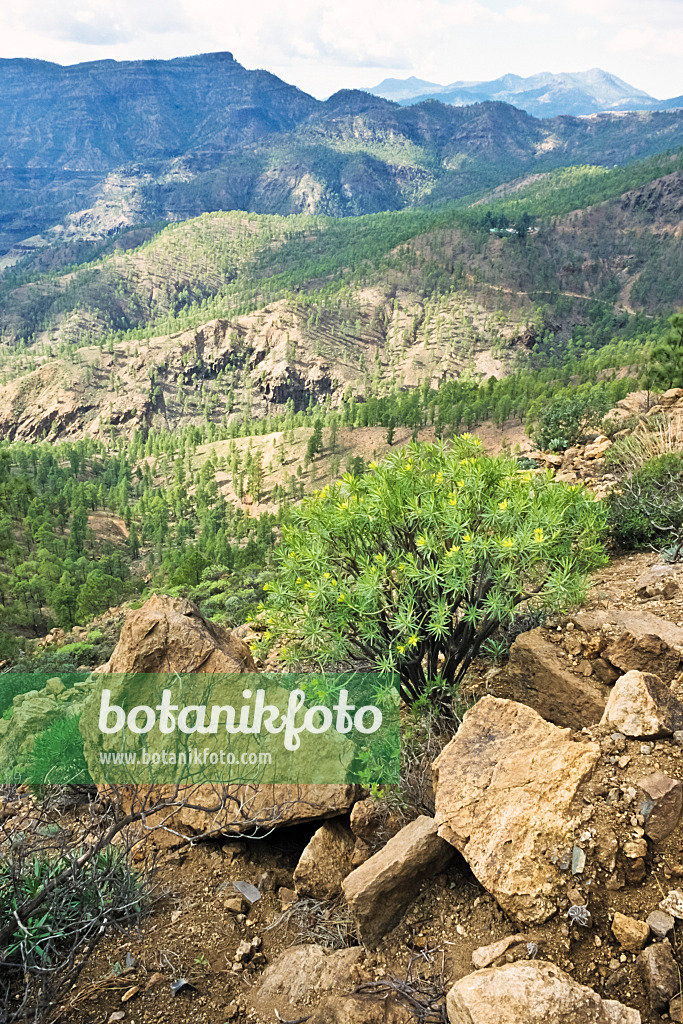 397023 - Réserve naturelle de Pilancones, Gran Canaria, Espagne
