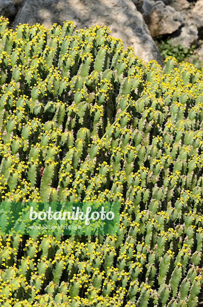533089 - Resin spurge (Euphorbia resinifera)