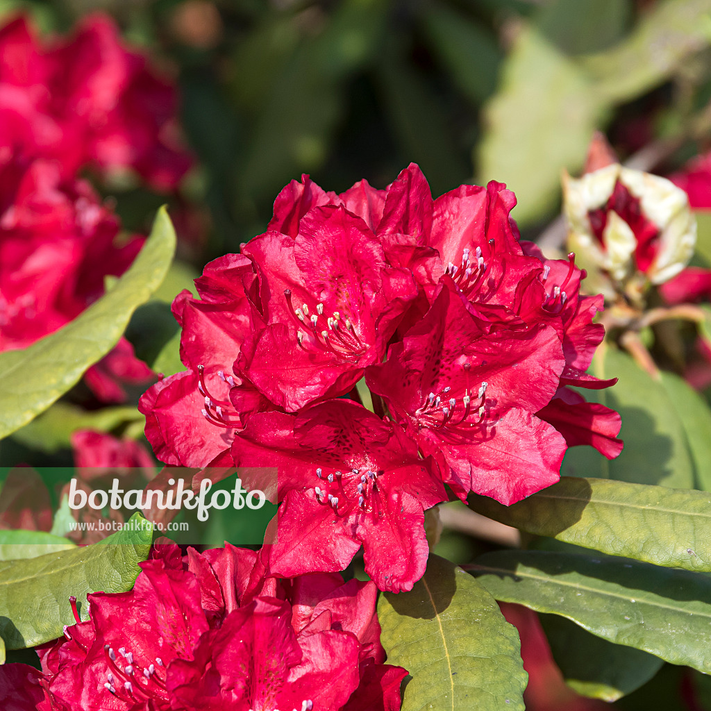 651468 - Rhododendron de Catawba (Rhododendron catawbiense 'Hachmanns Feuerschein')