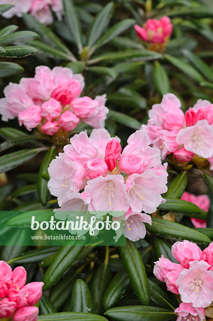 520300 - Rhododendron de Yakushima (Rhododendron degronianum subsp. yakushimanum)