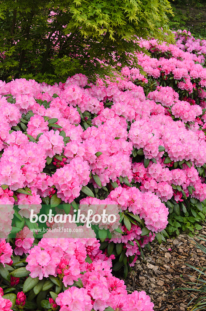 520372 - Rhododendron de Yakushima (Rhododendron degronianum subsp. yakushimanum 'Kalinka')