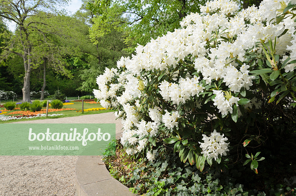 520178 - Rhododendron hybride à grandes fleurs (Rhododendron Cunningham's White)