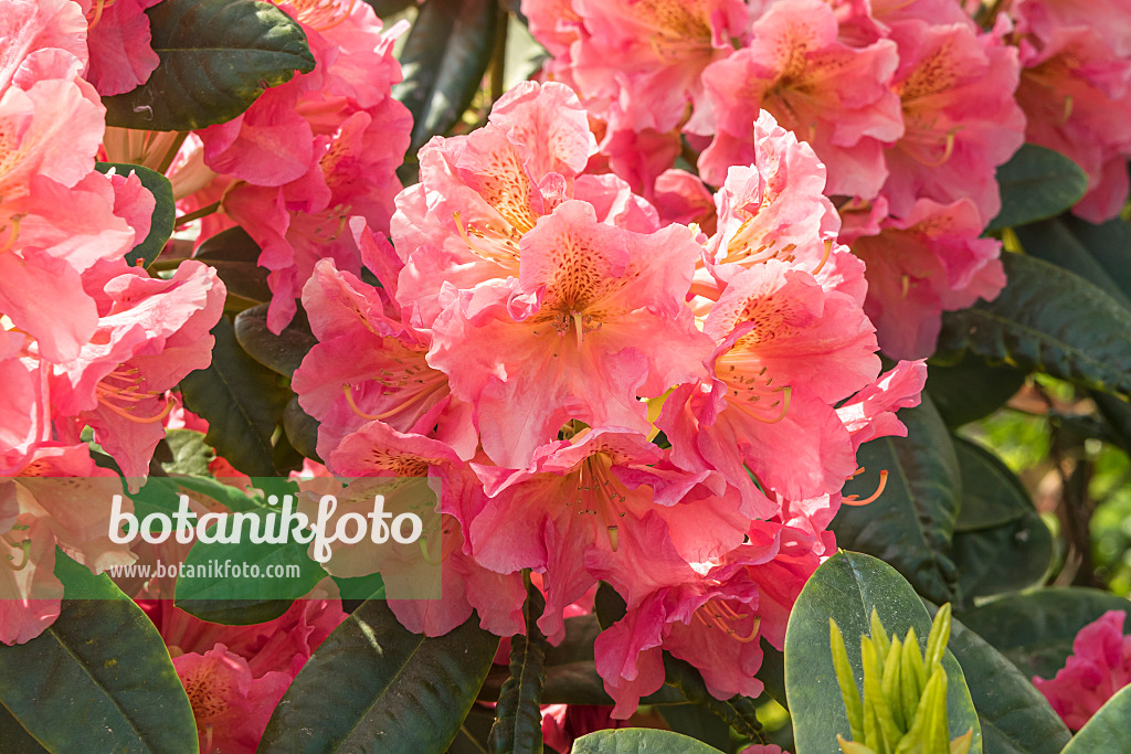 638236 - Rhododendron hybride à grandes fleurs (Rhododendron Dolcemente)