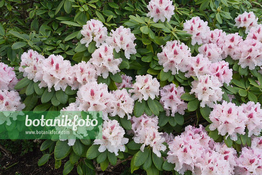 544059 - Rhododendron hybride à grandes fleurs (Rhododendron Le Progrès)