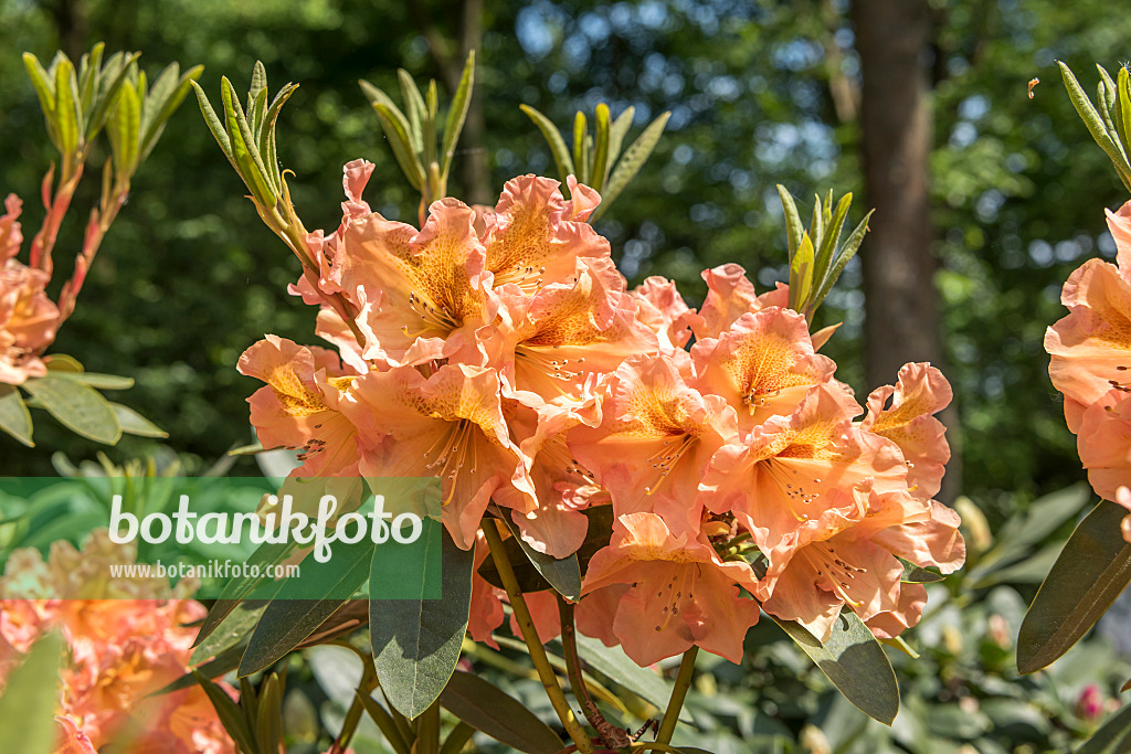 638266 - Rhododendron hybride à grandes fleurs (Rhododendron Olga)