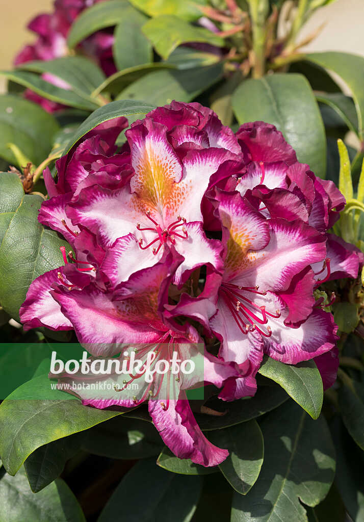 675342 - Rhododendron hybride à grandes fleurs (Rhododendron Pushy Purple)