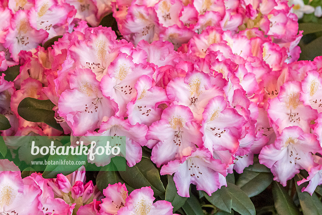 638282 - Rhododendron hybride à grandes fleurs (Rhododendron Saskia)