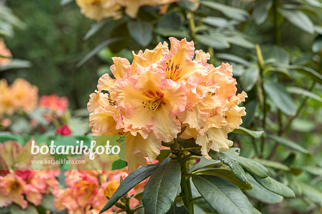 638283 - Rhododendron hybride à grandes fleurs (Rhododendron Showgirl)