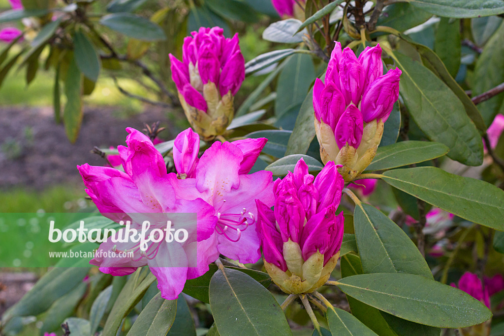 570046 - Rhododendron (Rhododendron augustinii)