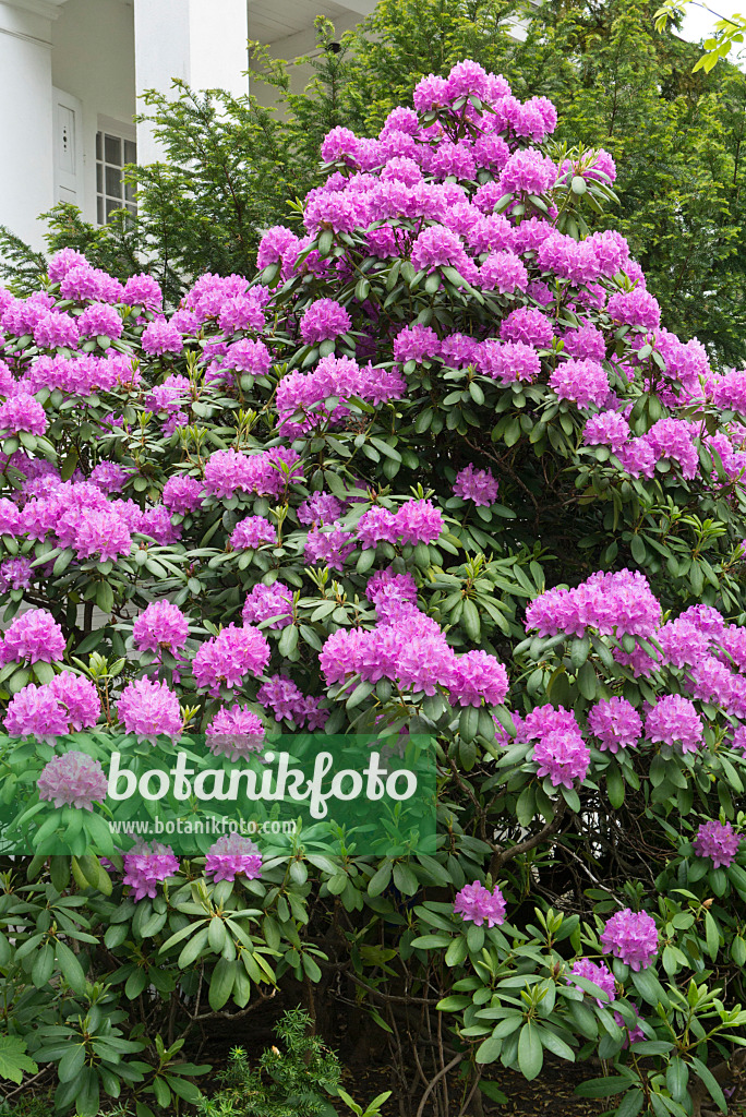 544183 - Rhododendron (Rhododendron) dans un jardin de devant