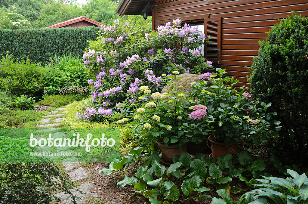 545125 - Rhododendron (Rhododendron) et hortensia (Hydrangea) devant un abri de jardin