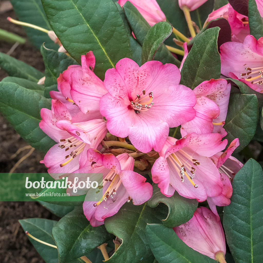 664375 - Rhododendron (Rhododendron neriiflorum 'Wine and Roses')