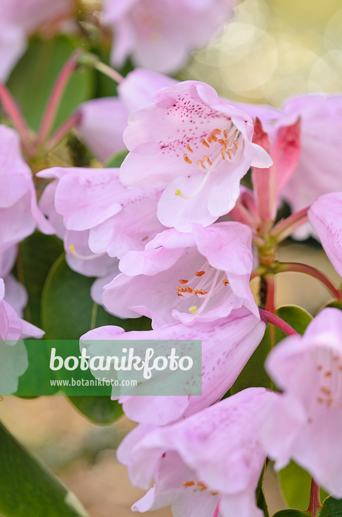 531069 - Rhododendron (Rhododendron oreodoxa)