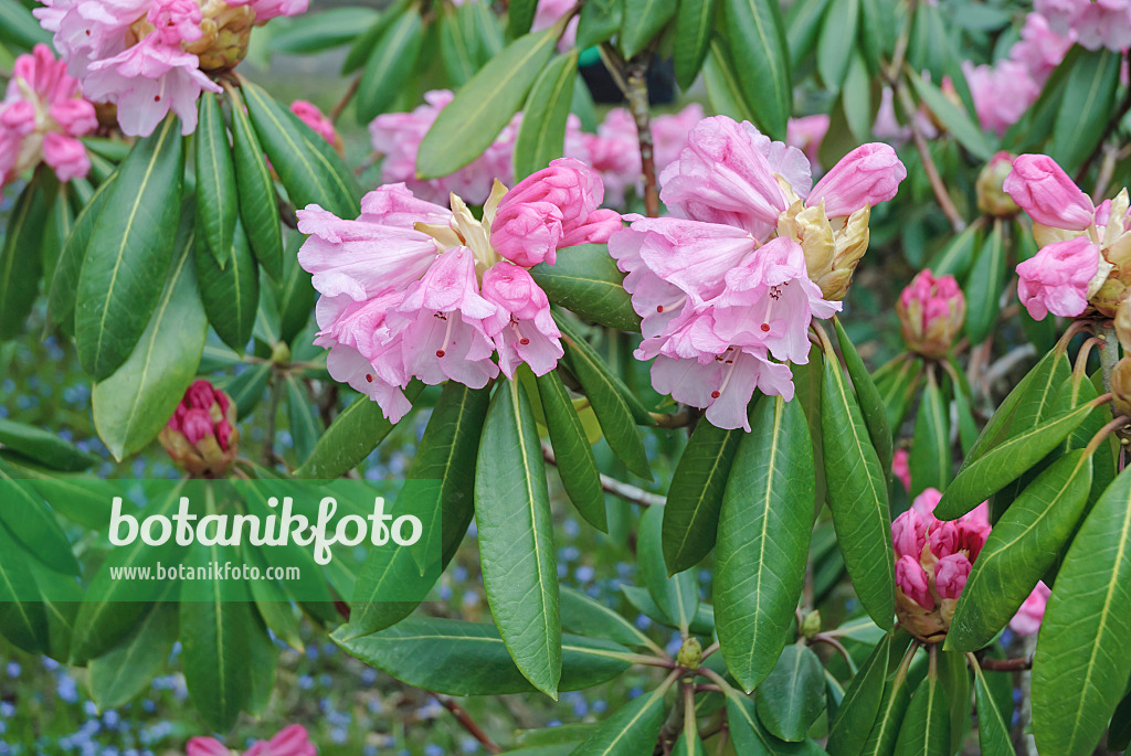 547273 - Rhododendron (Rhododendron oreodoxa)