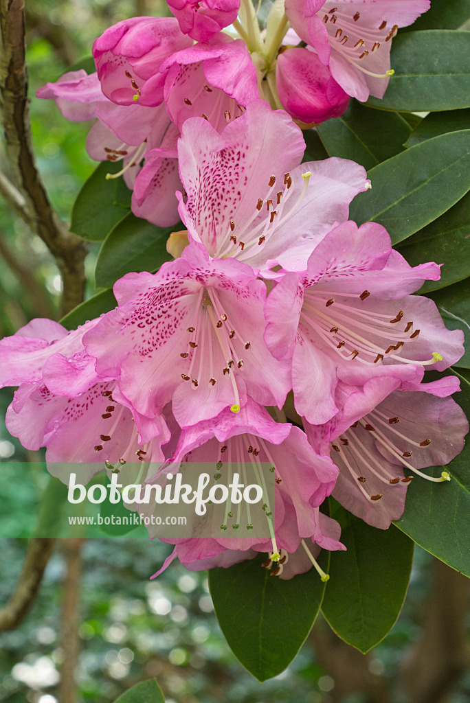 555101 - Rhododendron (Rhododendron oreodoxa var. fargesii)