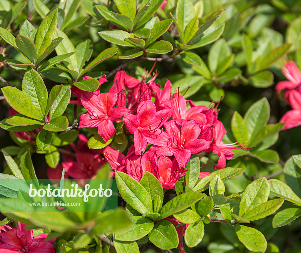 651469 - Rhododendron (Rhododendron viscosum 'Karminduft')