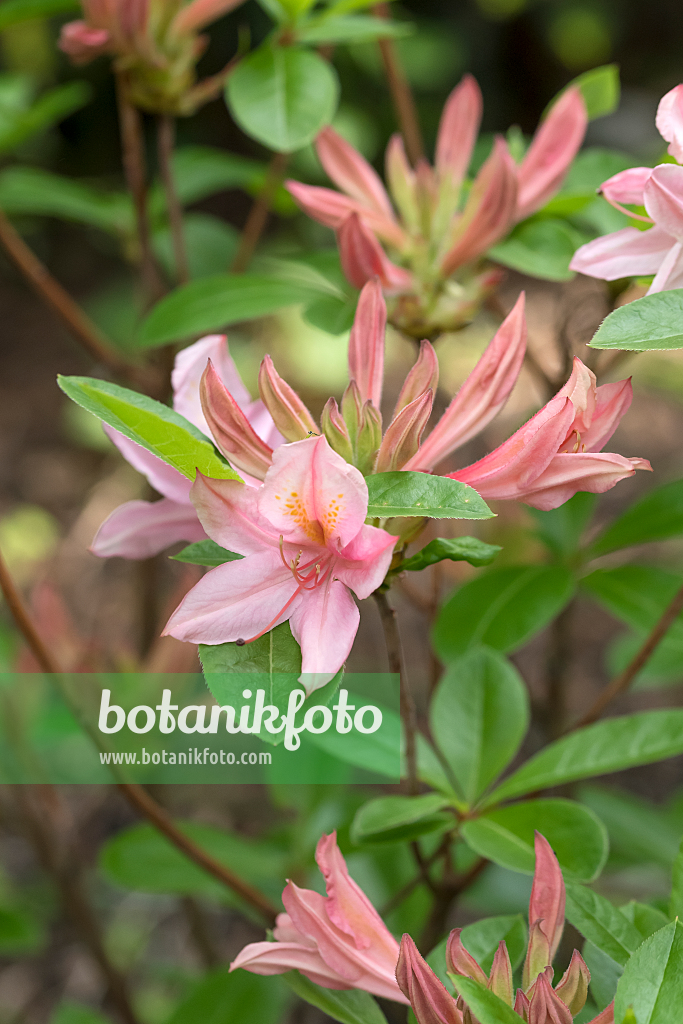 664372 - Rhododendron (Rhododendron viscosum 'Soir de Paris')