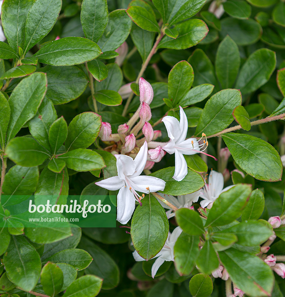 651478 - Rhododendron (Rhododendron viscosum 'Sommerduft')