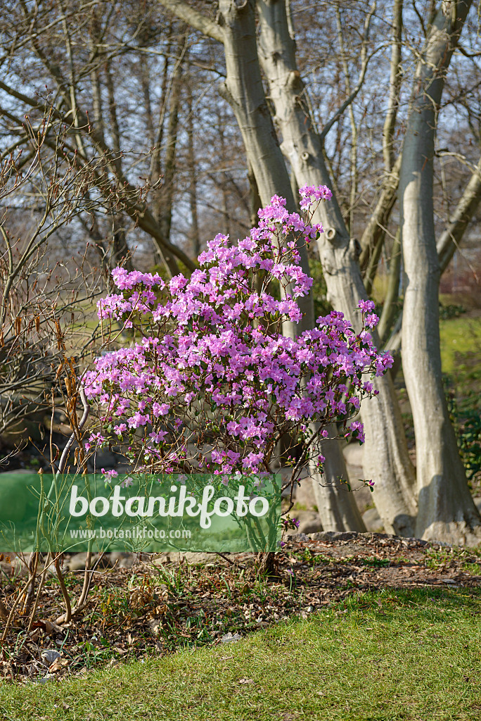 558223 - Rhododendron (Rhododendron x praecox)
