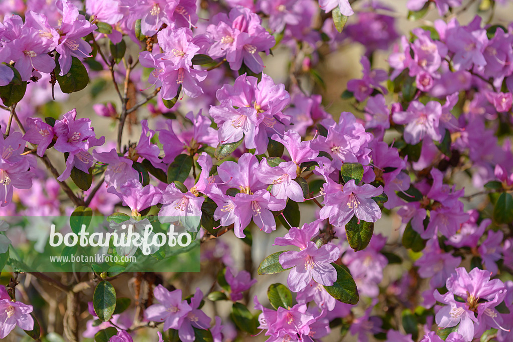 558224 - Rhododendron (Rhododendron x praecox)