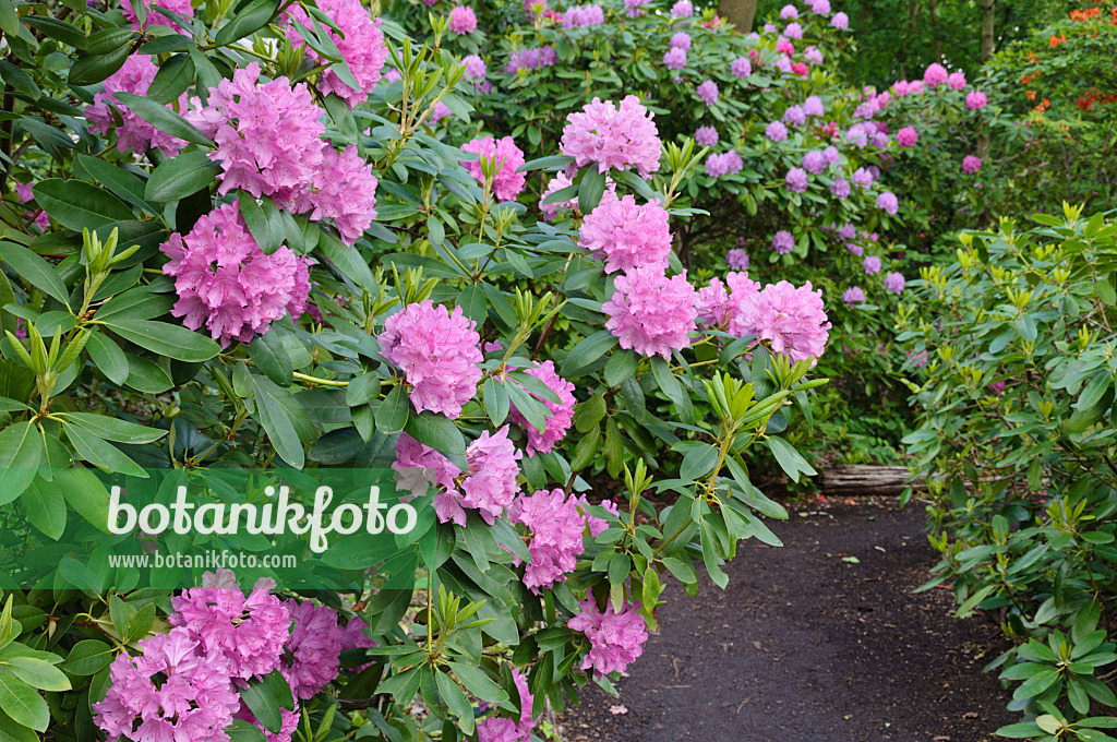472221 - Rhododendrons (Rhododendron)