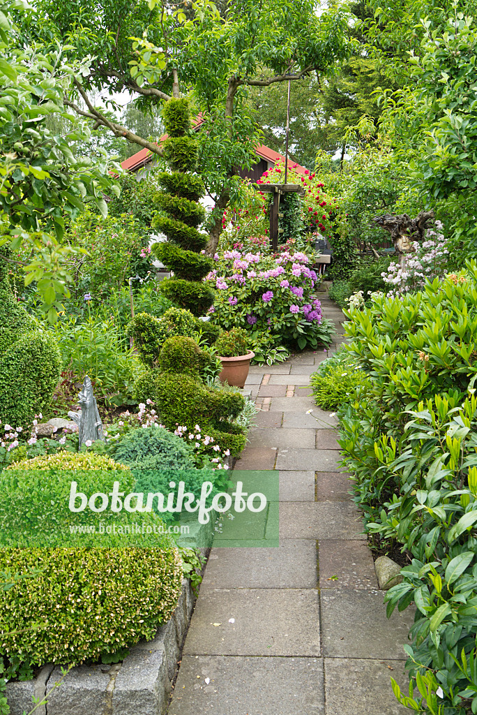 532034 - Rhododendrons (Rhododendron) et thuya occidental (Thuja occidentalis) en forme de spirale