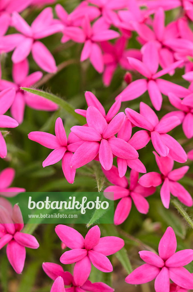 533273 - Rhodohypoxis baurii