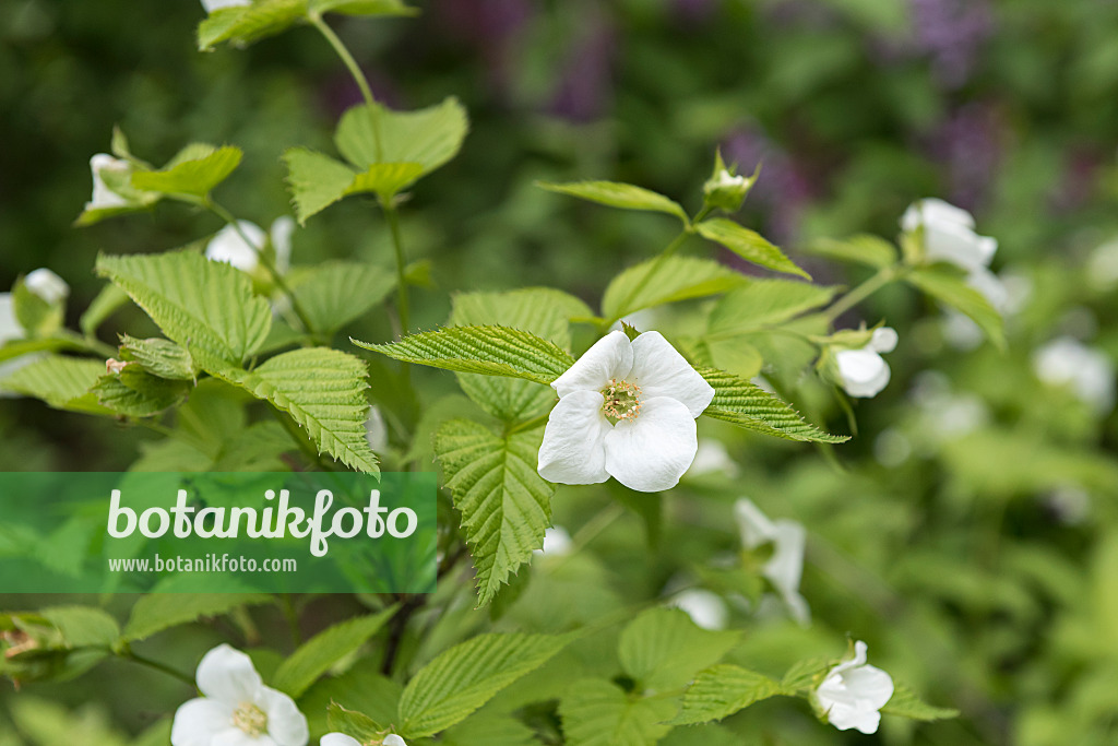651481 - Rhodotypos scandens