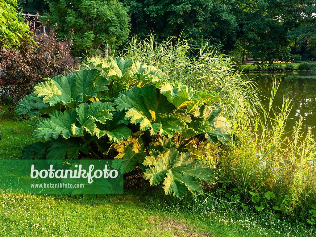 427161 - Rhubarbe géante (Gunnera manicata)