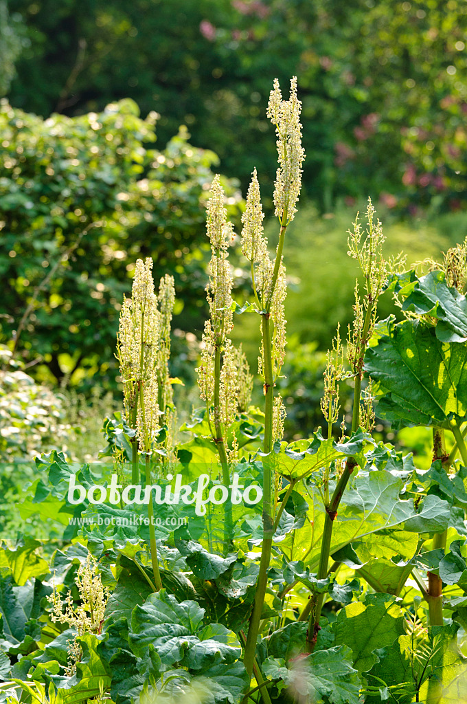 484325 - Rhubarbe palmée de Chine (Rheum officinale)